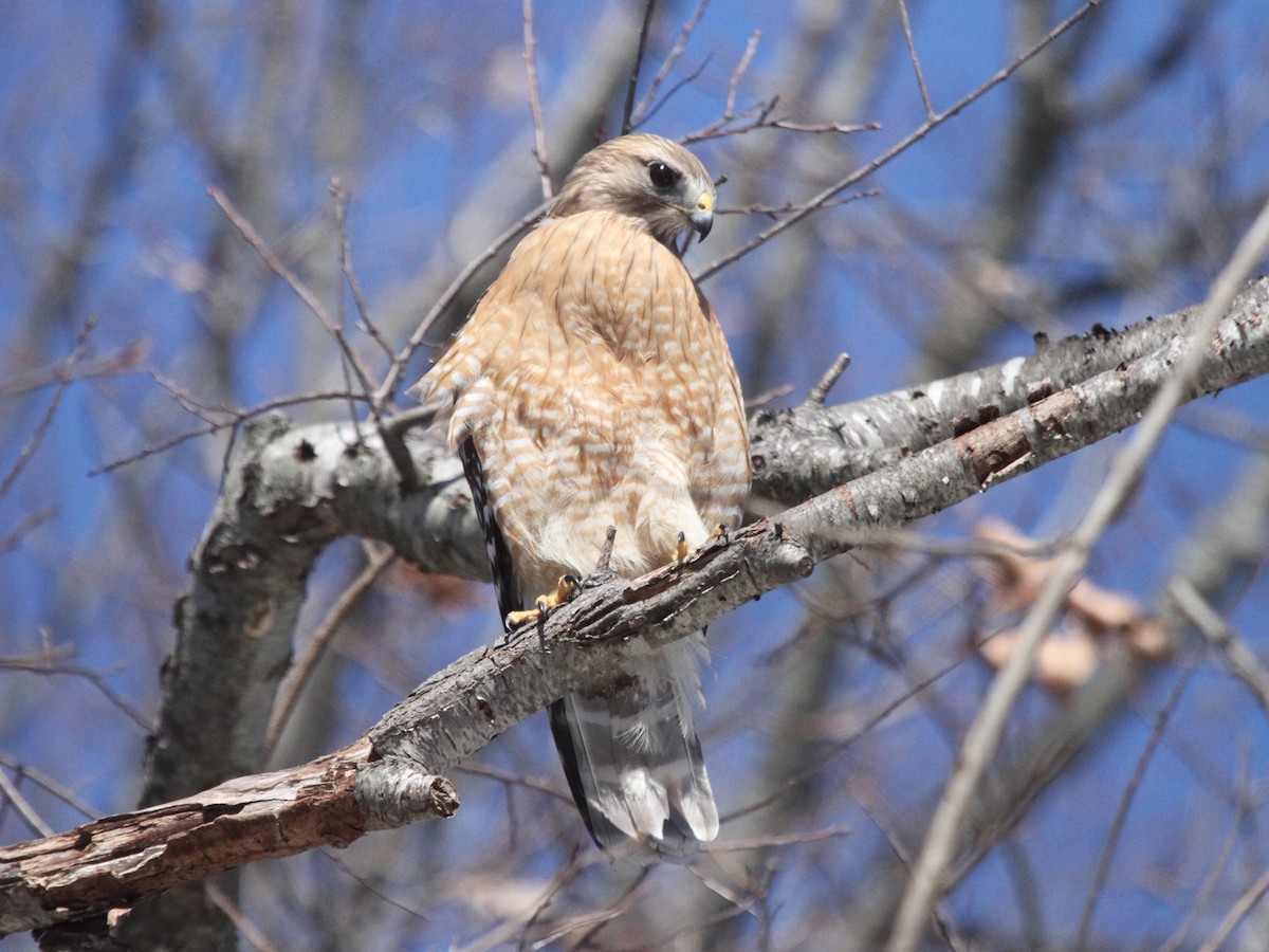 Red-shouldered Hawk - ML97951001