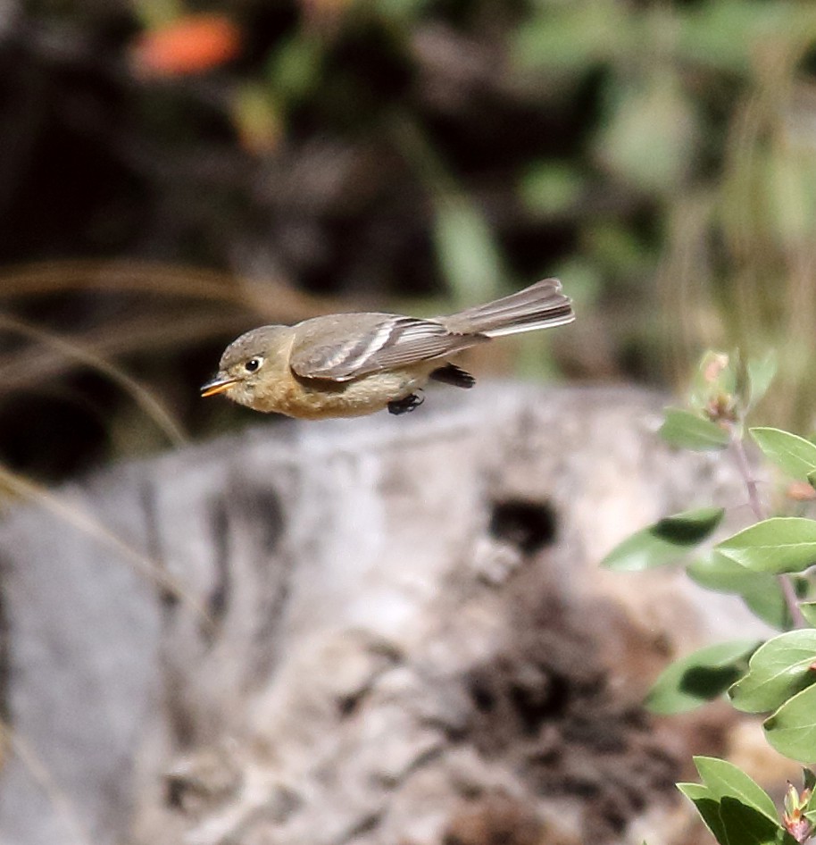 Buff-breasted Flycatcher - ML97952231