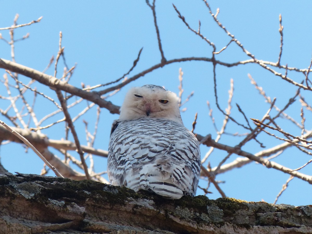 Snowy Owl - ML97952651