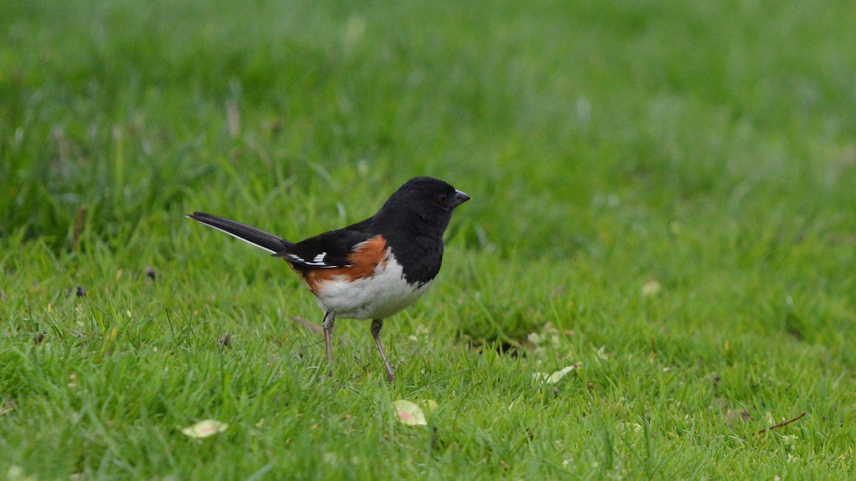 Eastern Towhee - ML97954171