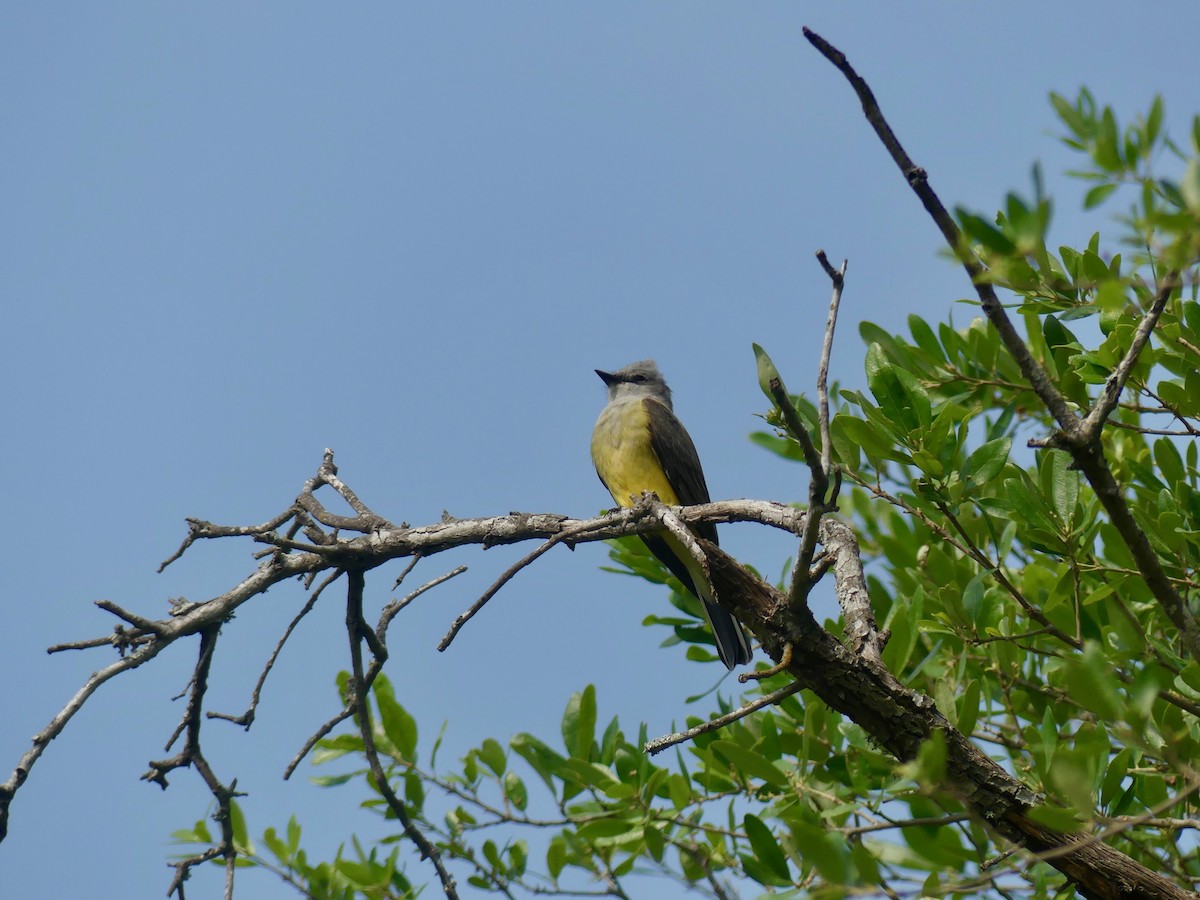 Western Kingbird - Charlie Plimpton