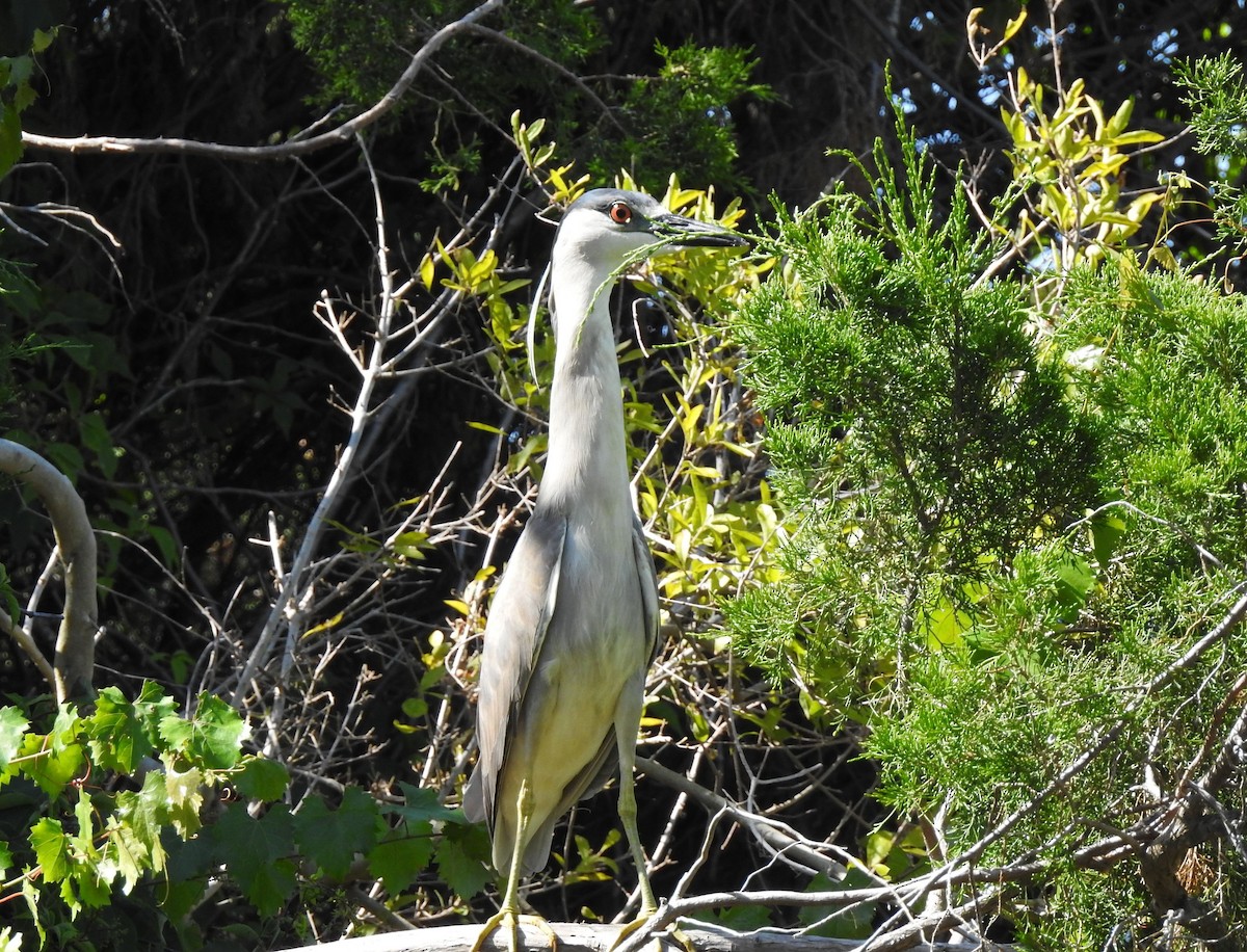 Black-crowned Night Heron - ML97954841