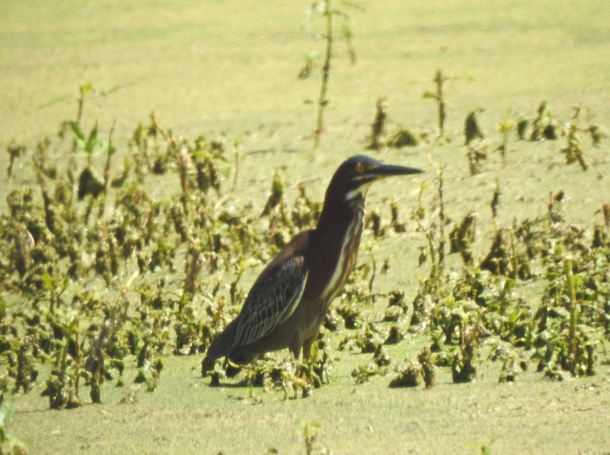 Green Heron - ML97954971