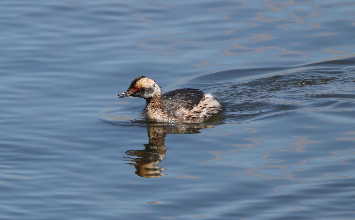 Horned Grebe - ML97955111