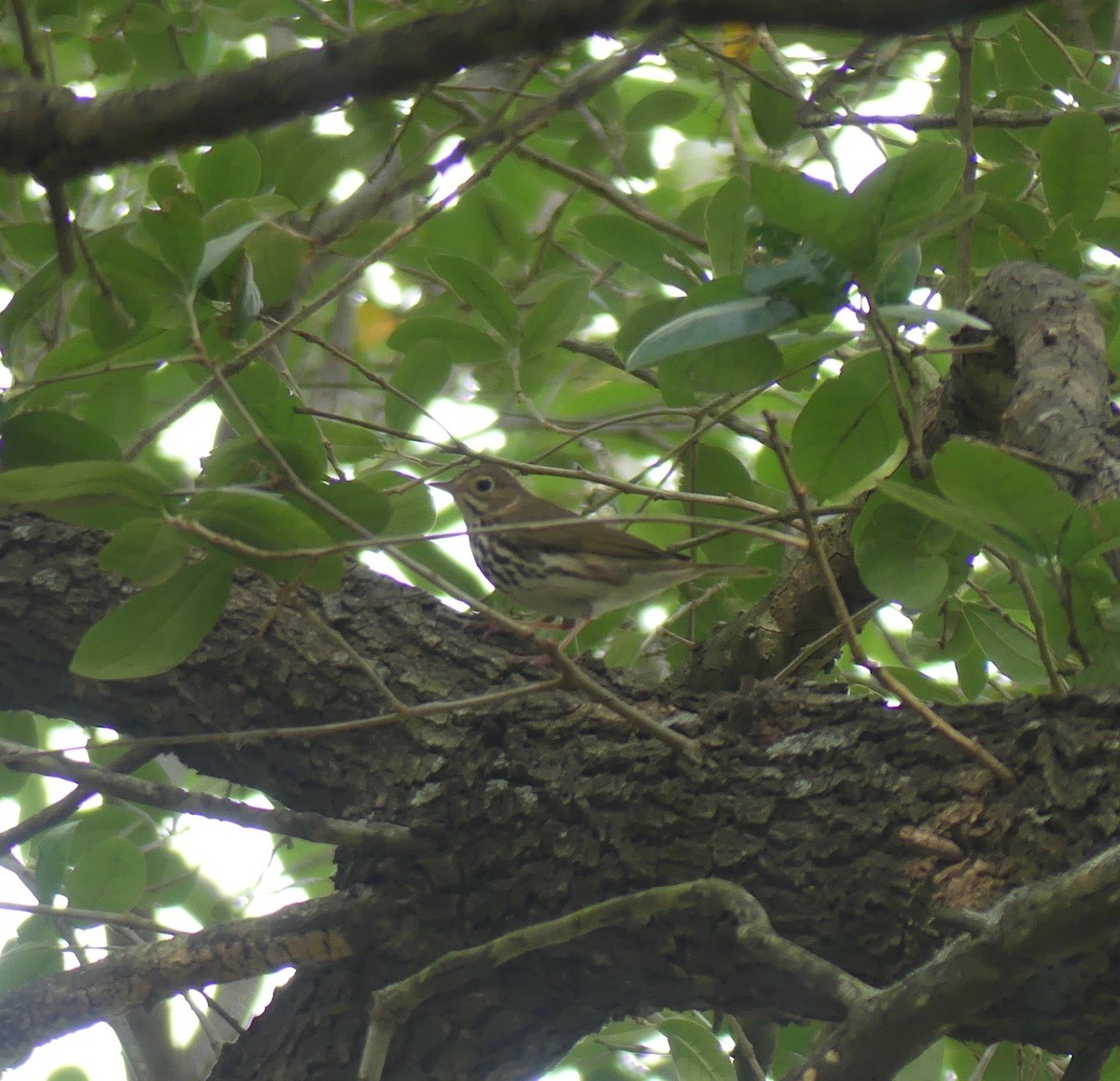 Ovenbird - ML97955211