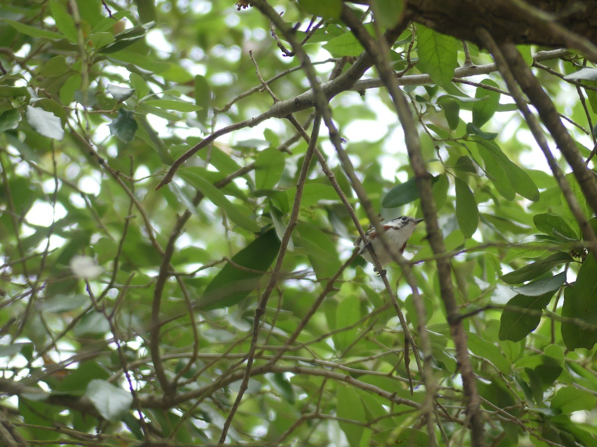 Chestnut-sided Warbler - Charlie Plimpton