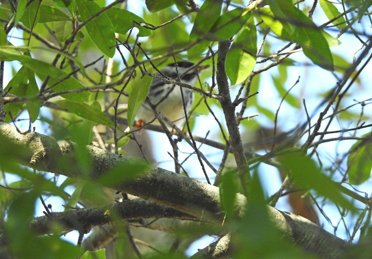 Paruline rayée - ML97955441