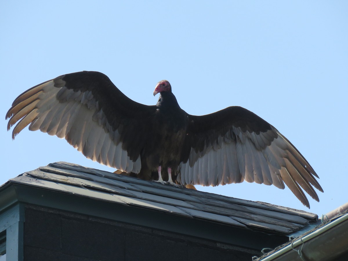 Turkey Vulture - Keith Leonard
