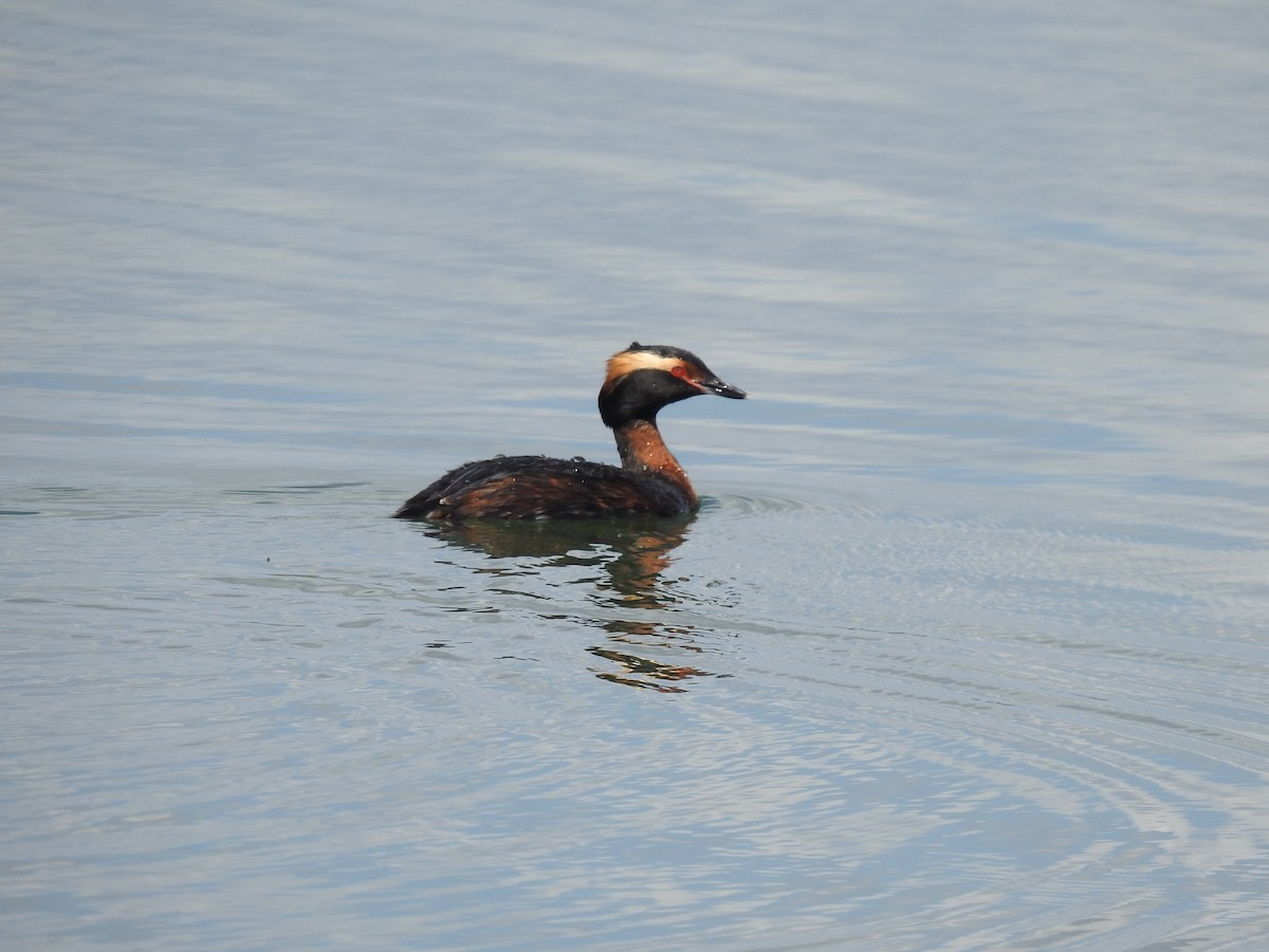 Horned Grebe - ML97955771