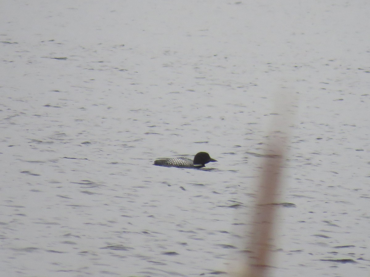 Common Loon - Steve Paul