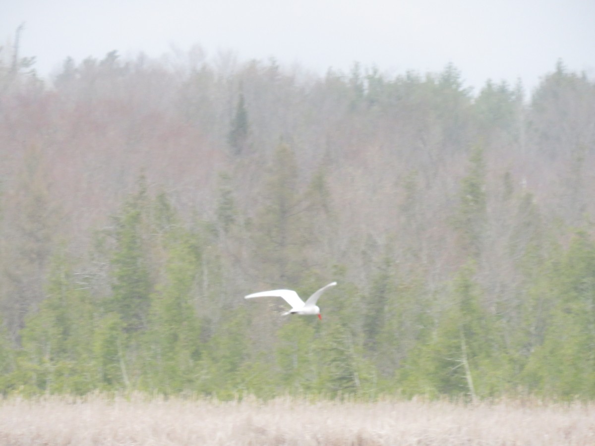 Caspian Tern - ML97959831