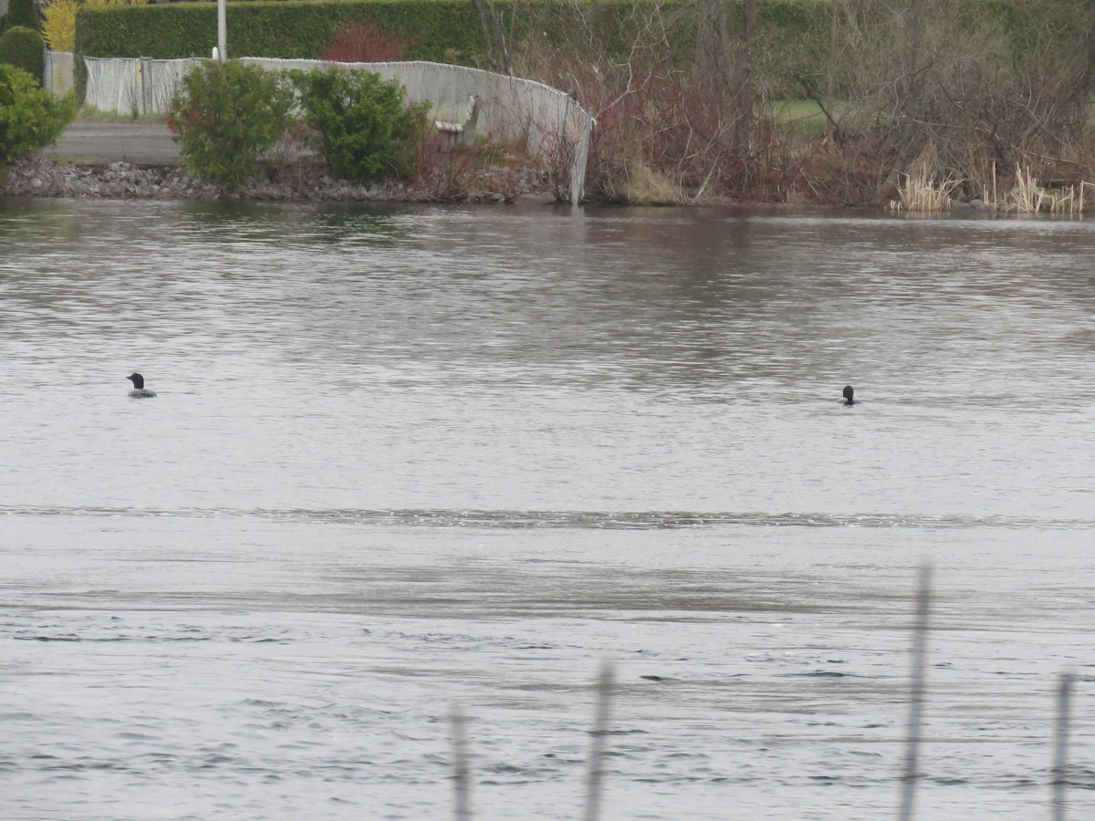 Common Loon - Steve Paul