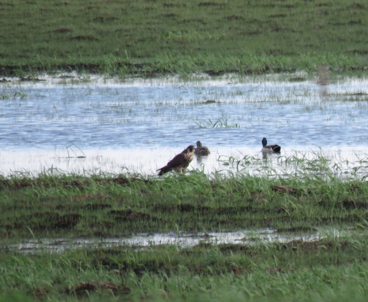 Peregrine Falcon - ML97960581