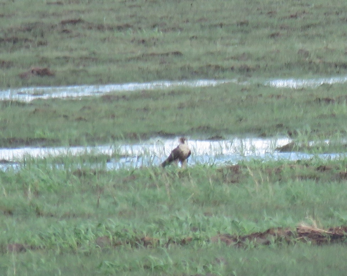 Peregrine Falcon - ML97960591