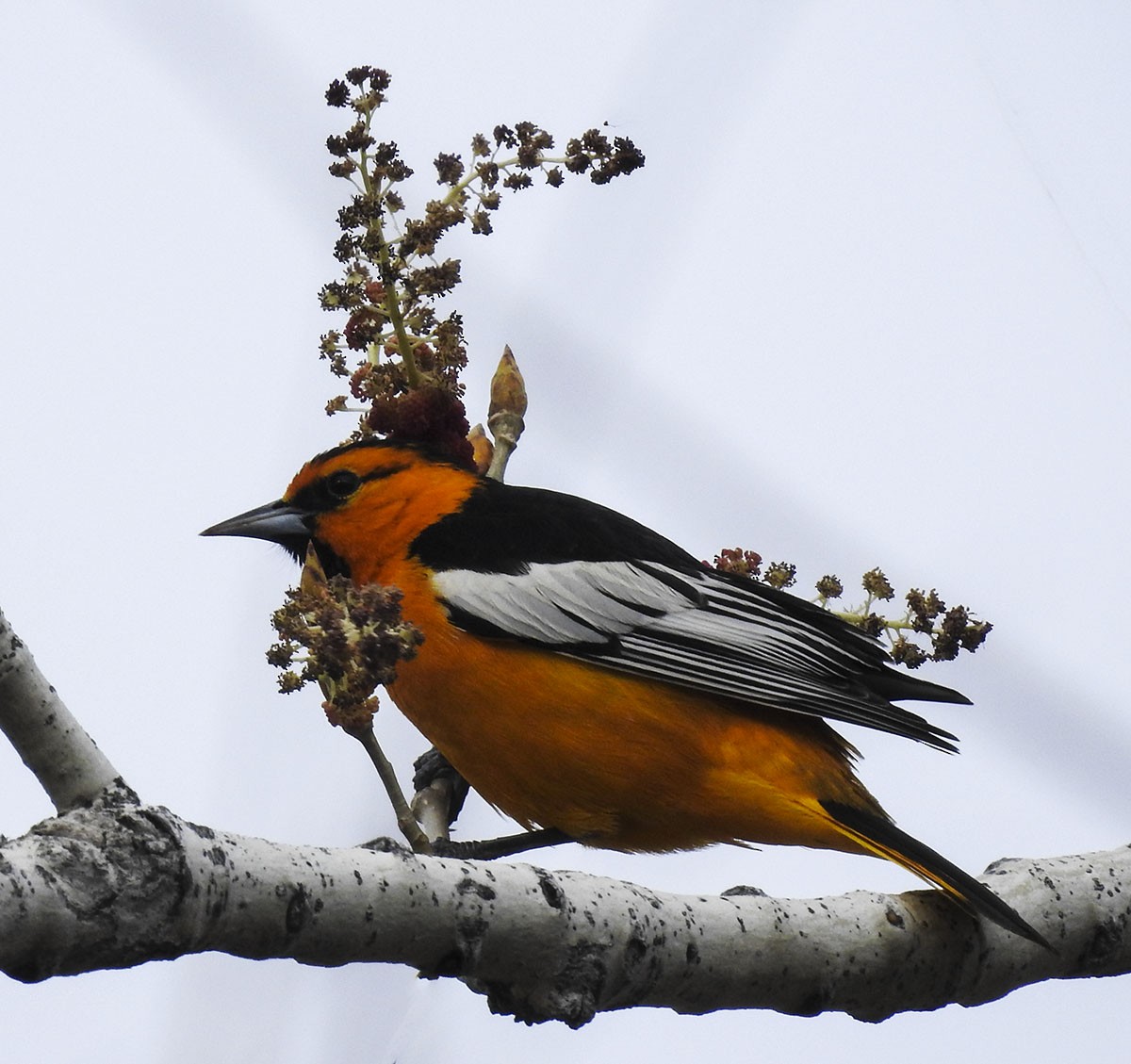 Bullock's Oriole - ML97961561
