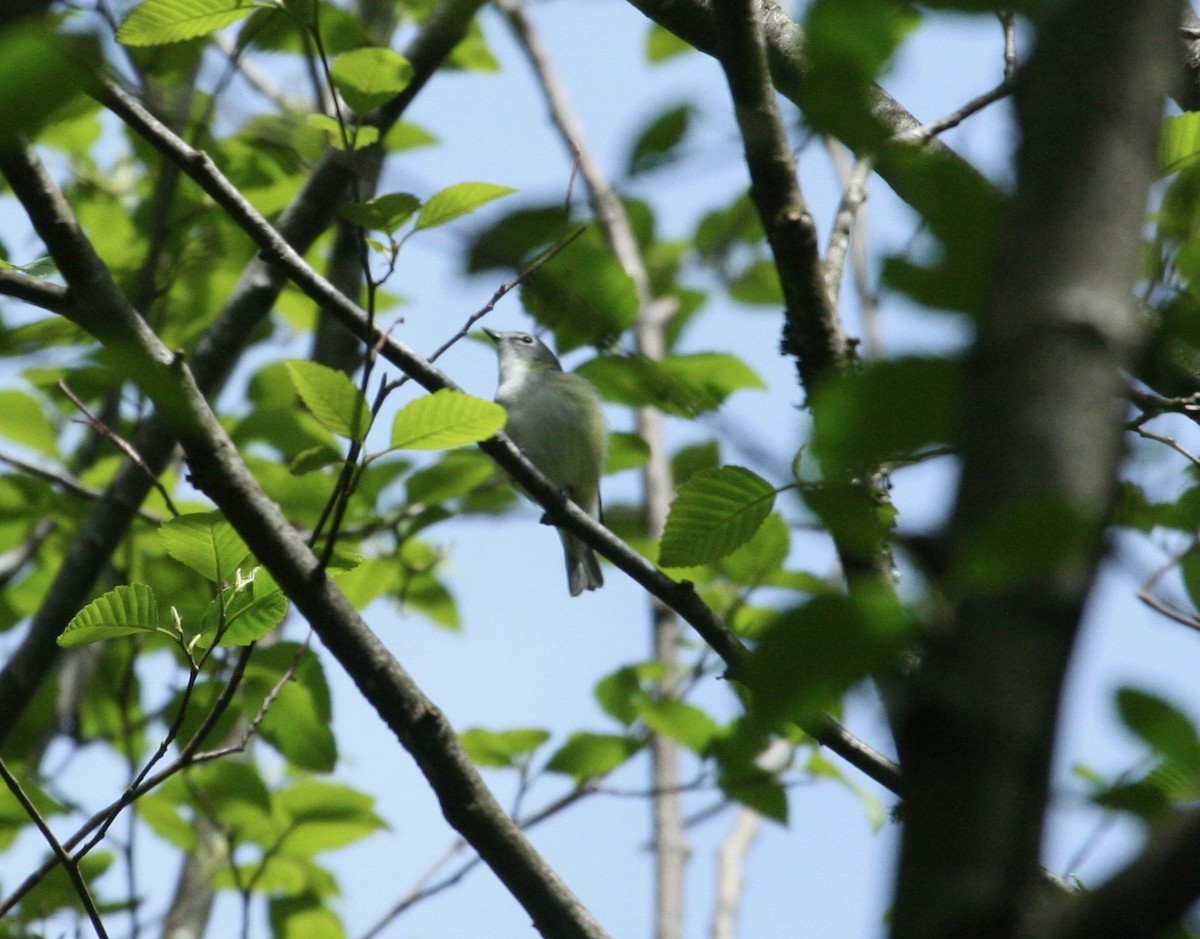 Cassin's Vireo - ML97962341