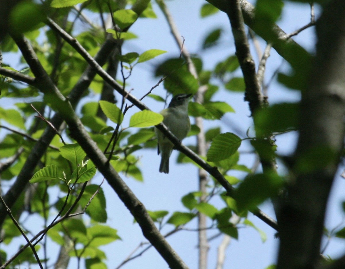 Cassin's Vireo - ML97962351