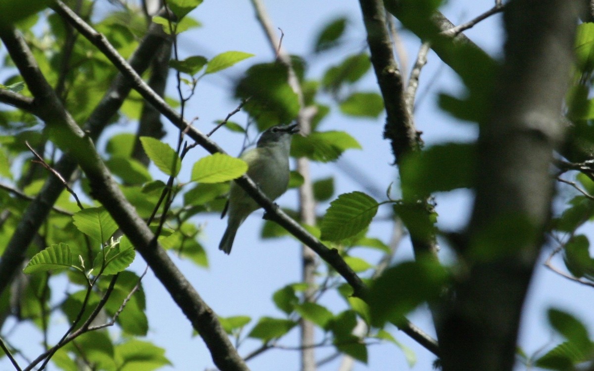 Cassin's Vireo - ML97962361