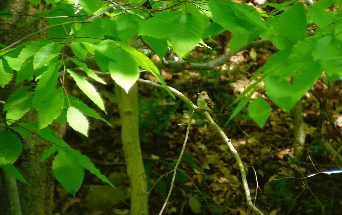 Acadian Flycatcher - ML97965081