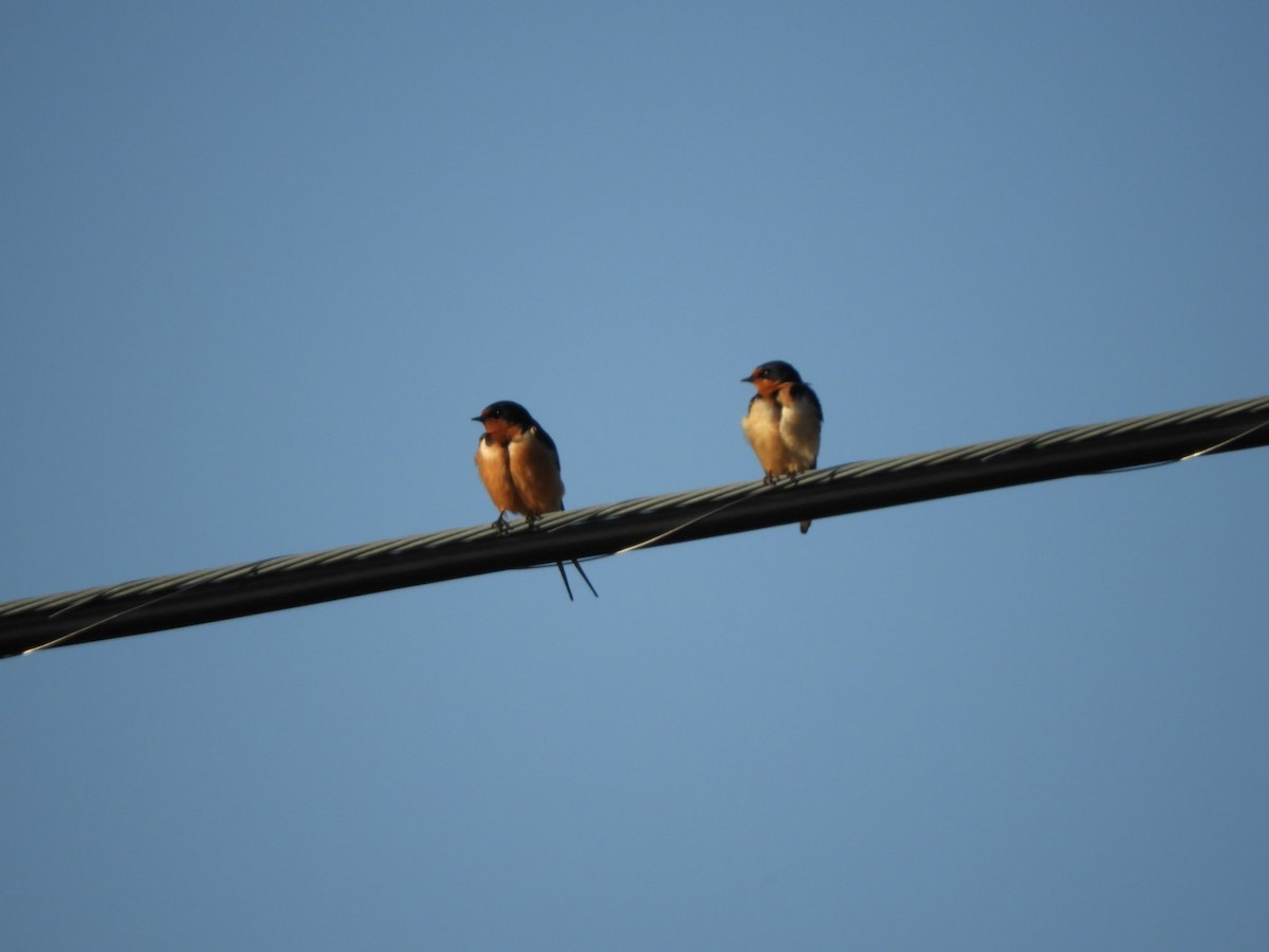 Barn Swallow - ML97965831