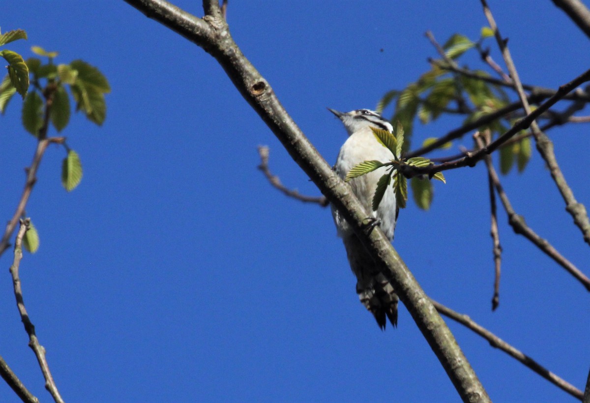 Downy Woodpecker - ML97966011