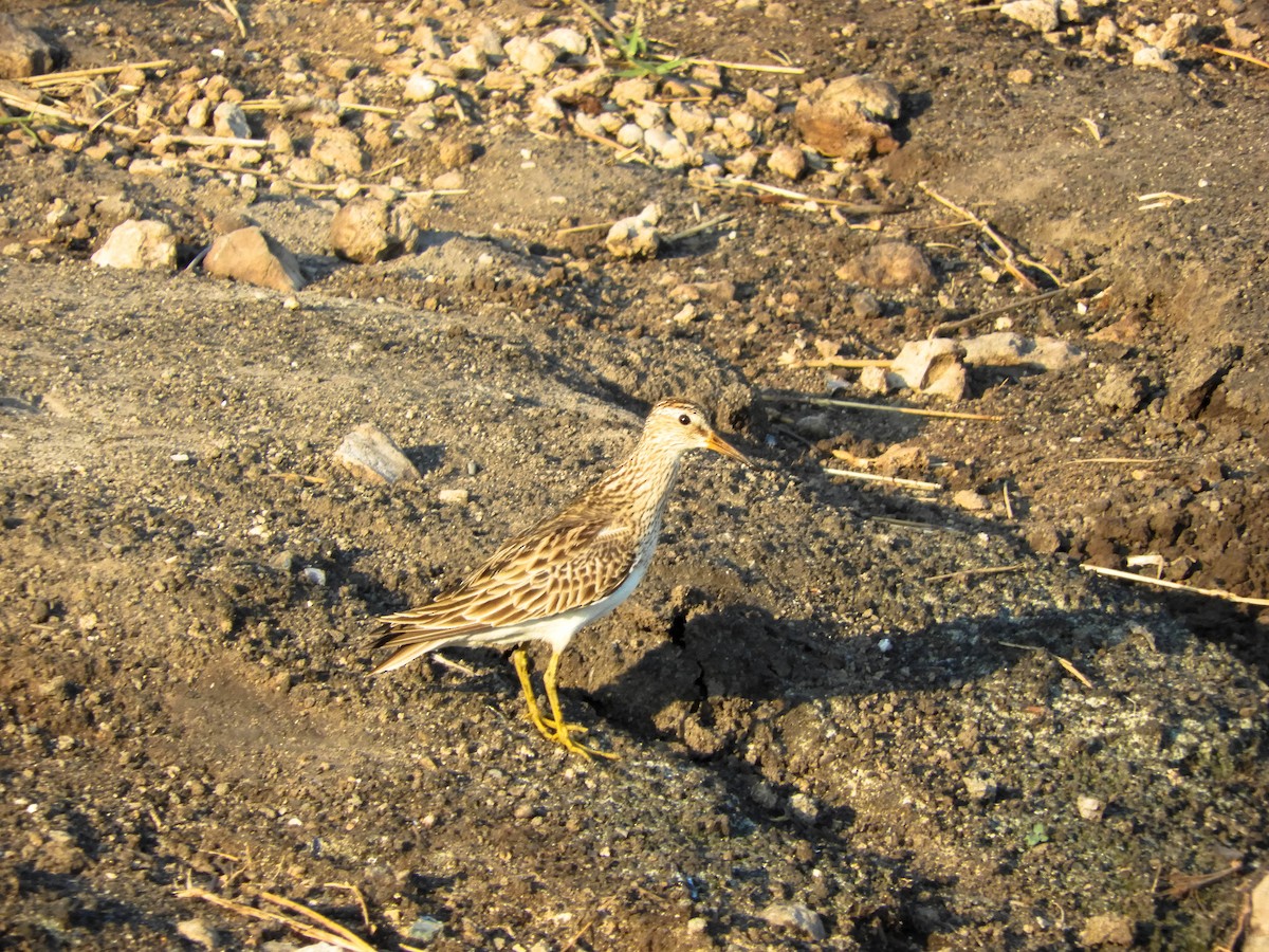 Pectoral Sandpiper - Luis Trinchan