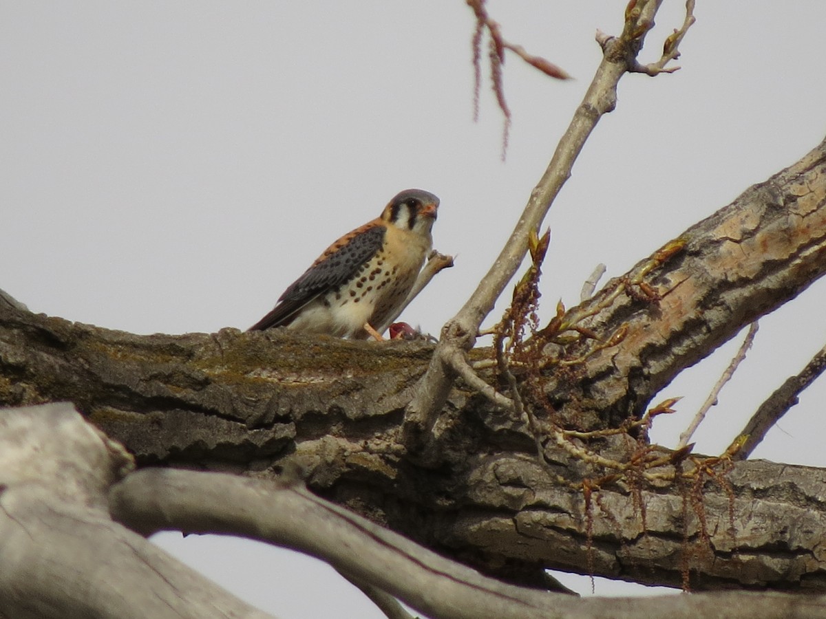 American Kestrel - ML97966431