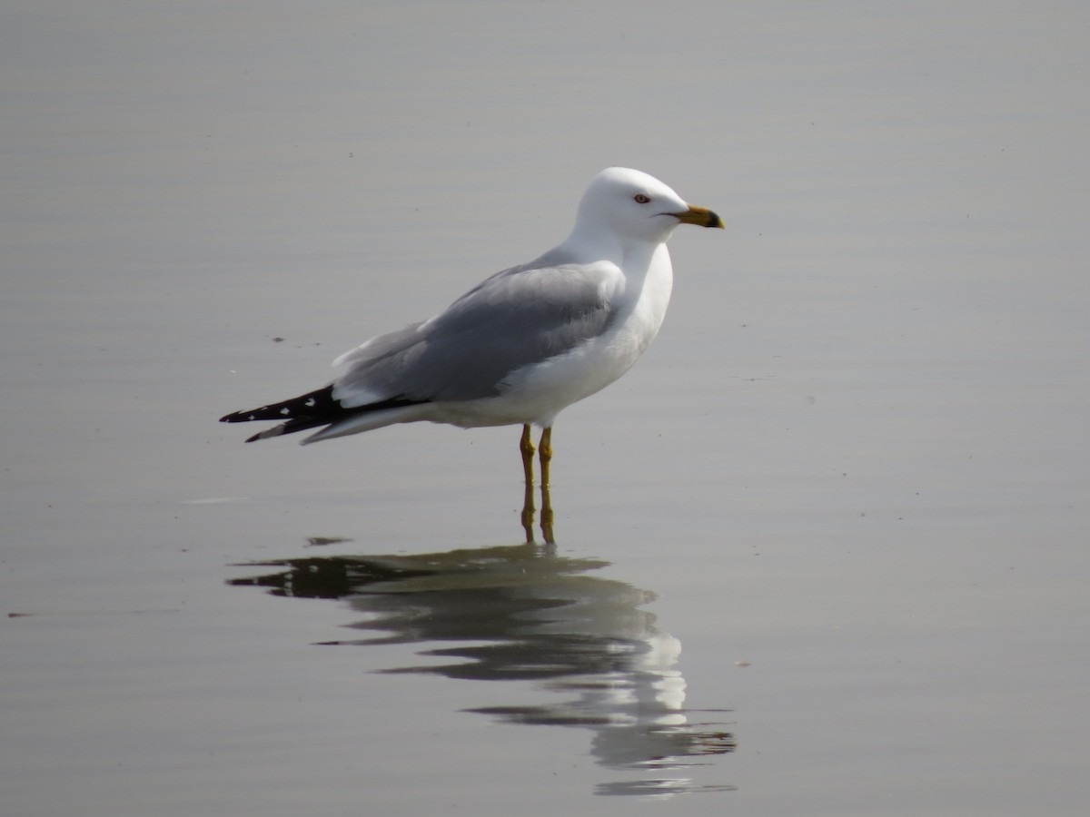 Ring-billed Gull - ML97966611