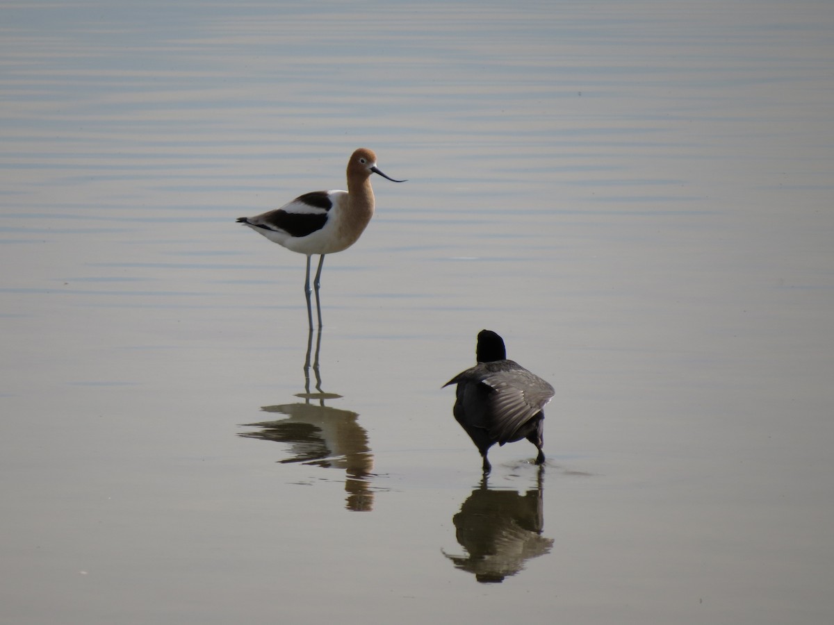 American Avocet - ML97967381