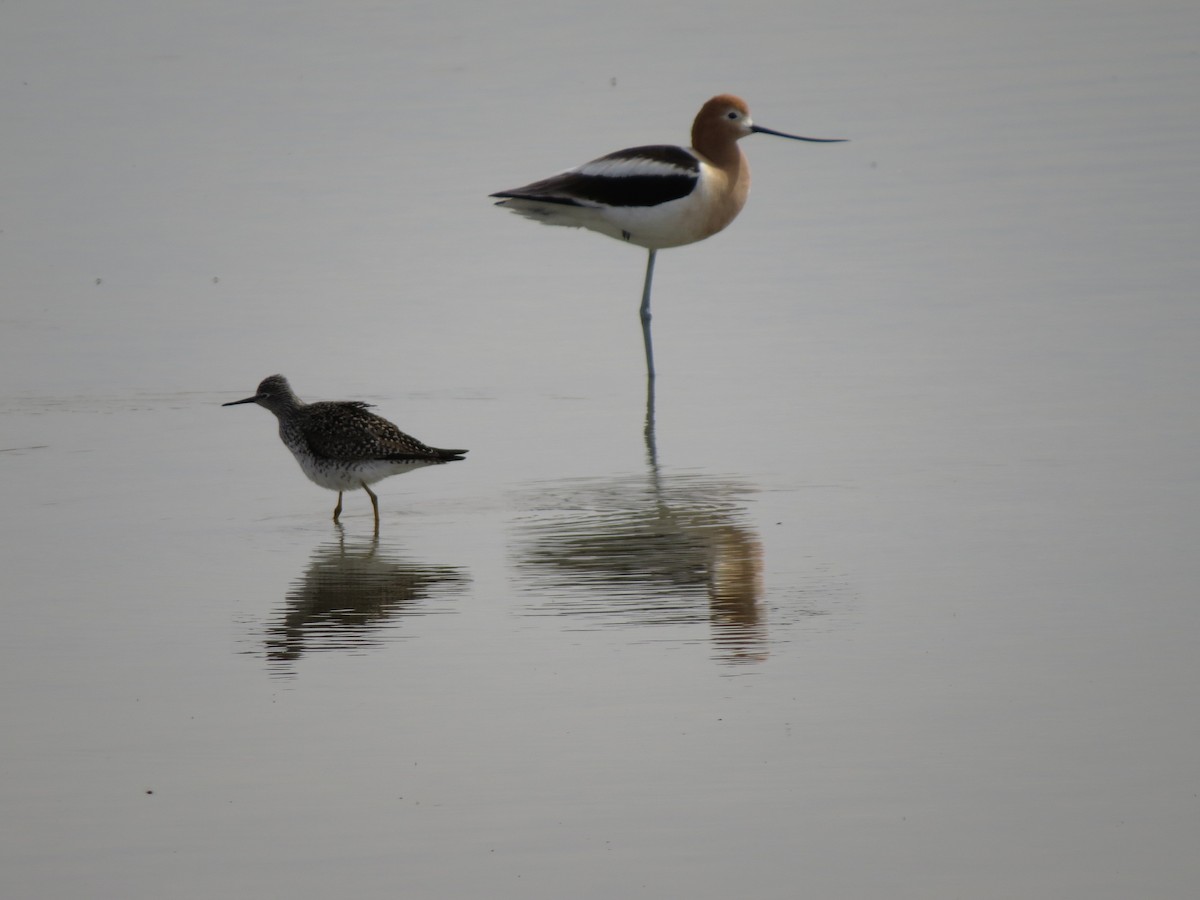 American Avocet - ML97967391