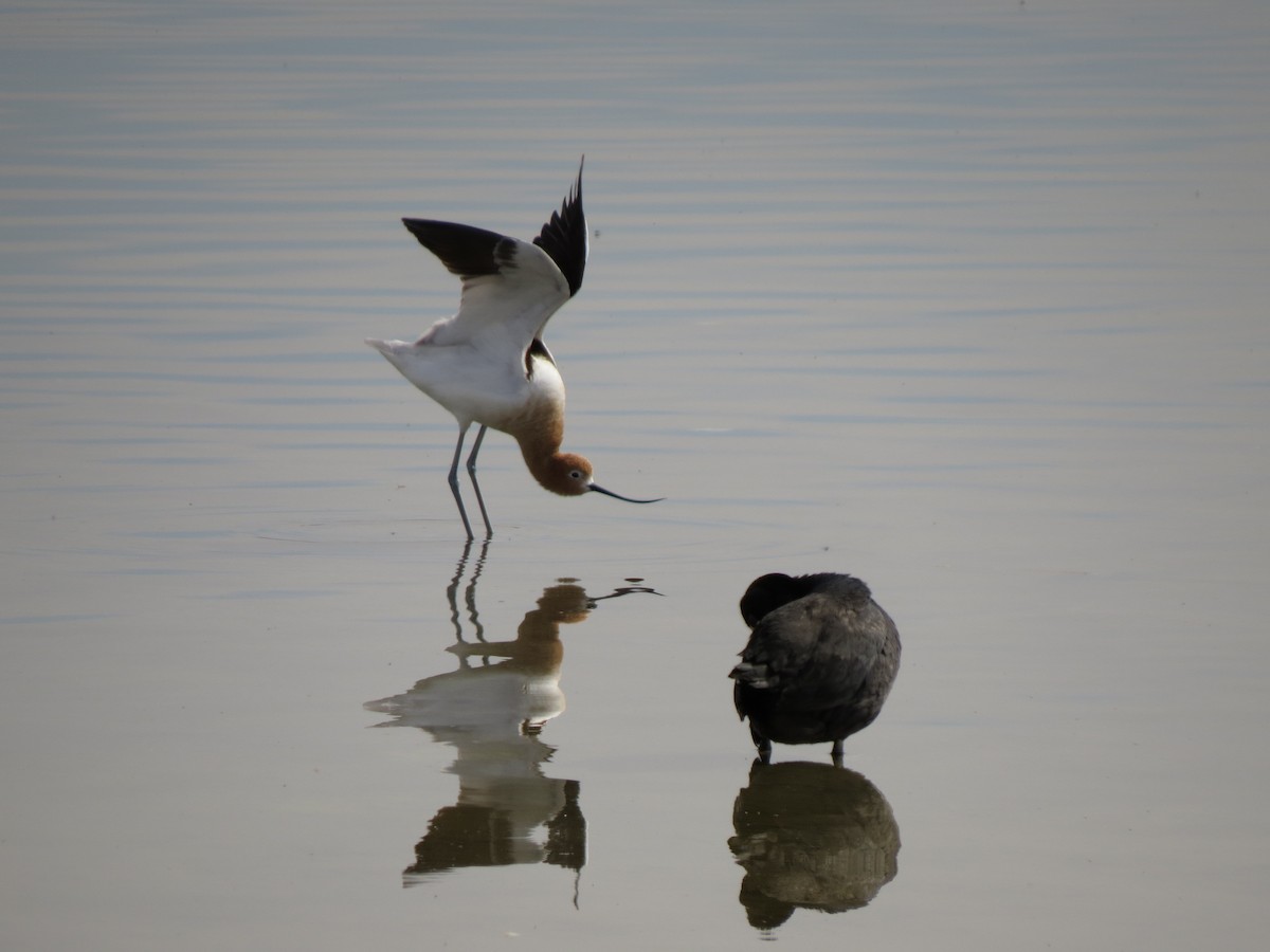 American Avocet - ML97967401