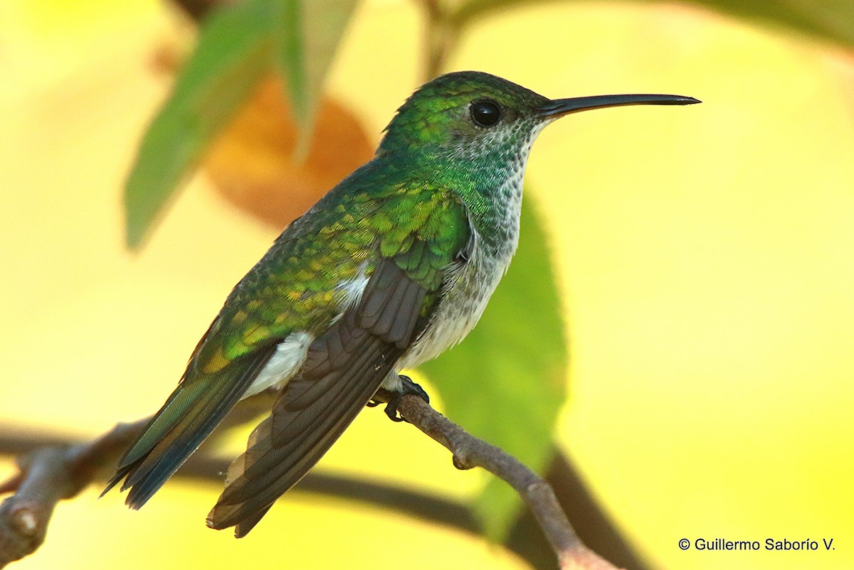 Mangrove Hummingbird - ML97967641