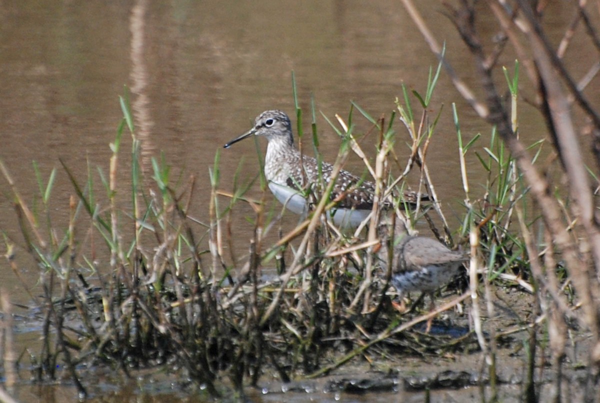 Solitary Sandpiper - ML97968391