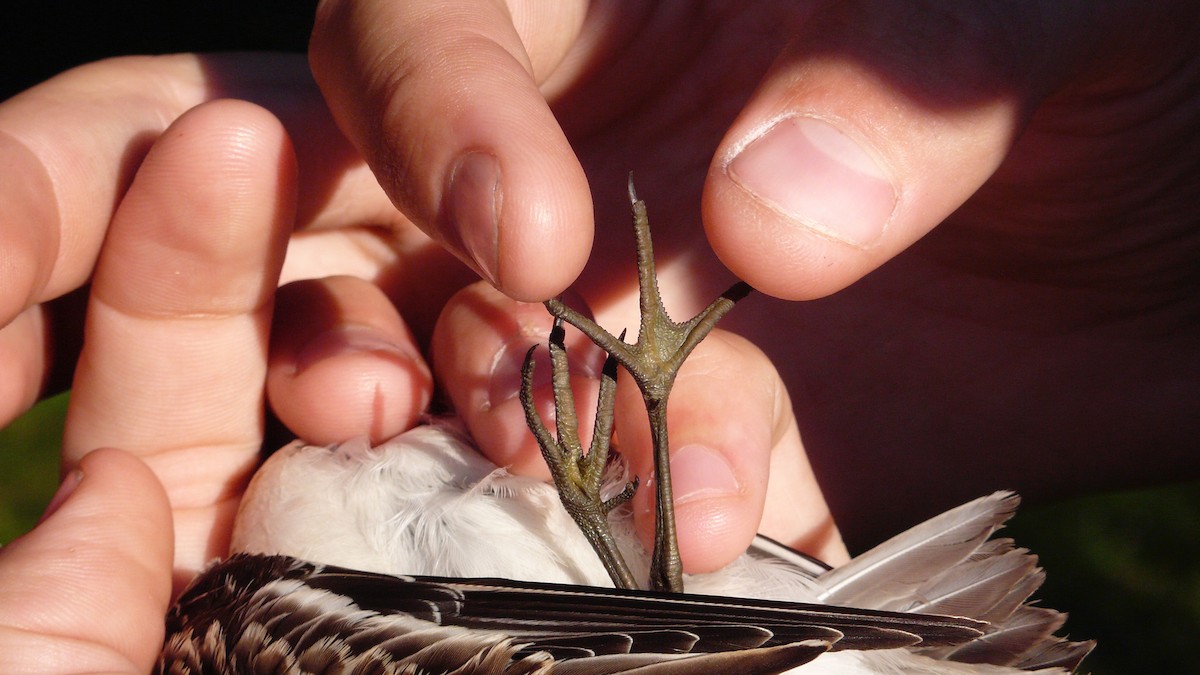 Semipalmated Sandpiper - Mike Andersen