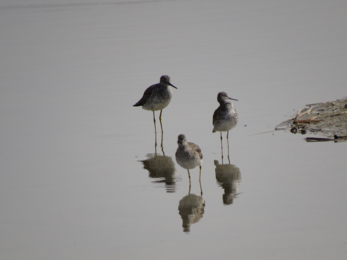 Lesser Yellowlegs - ML97968871