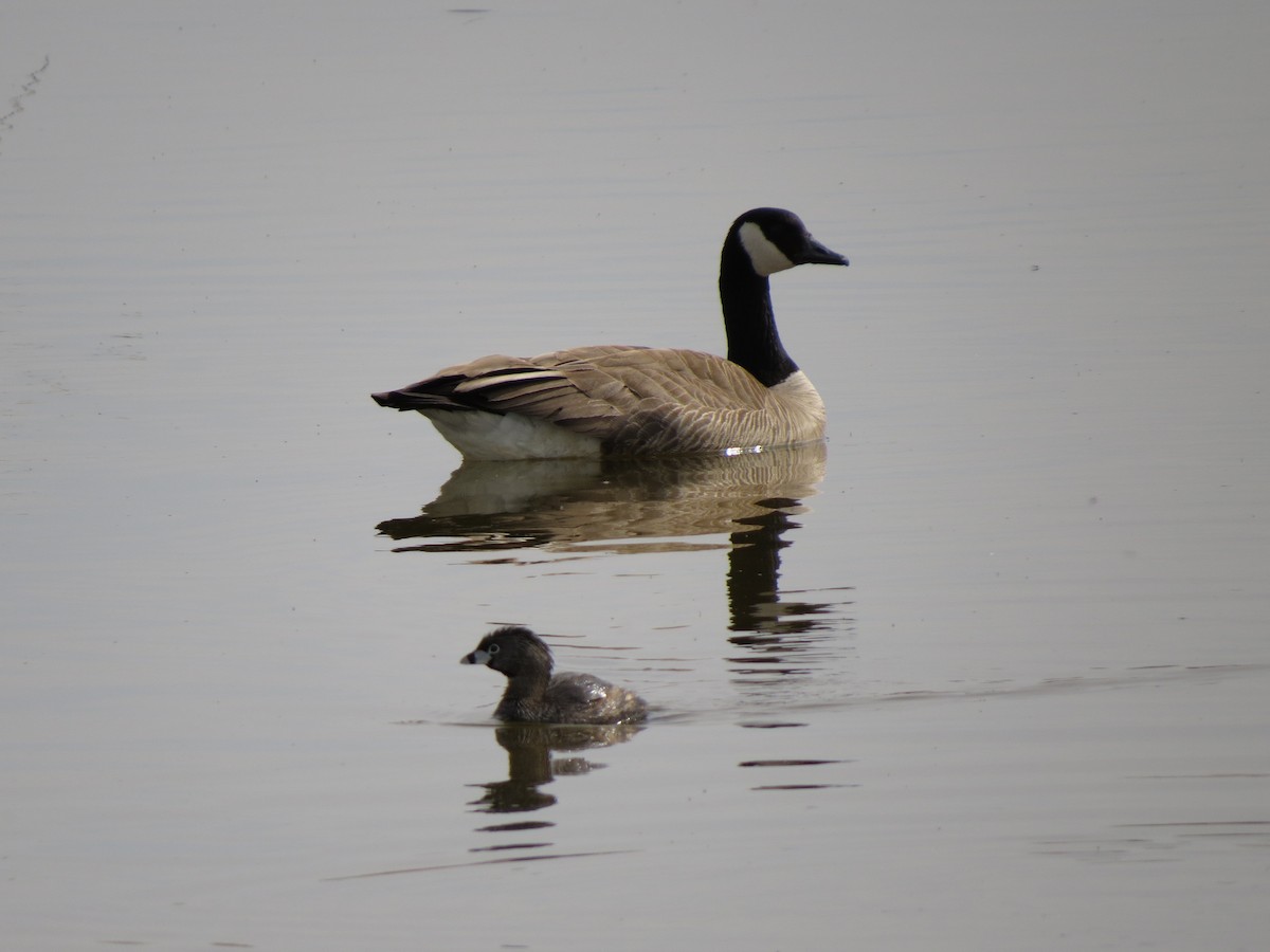 Pied-billed Grebe - ML97969671