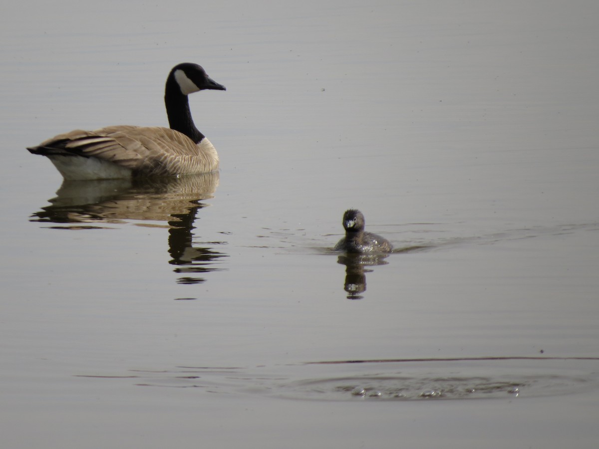 Canada Goose - ML97969751