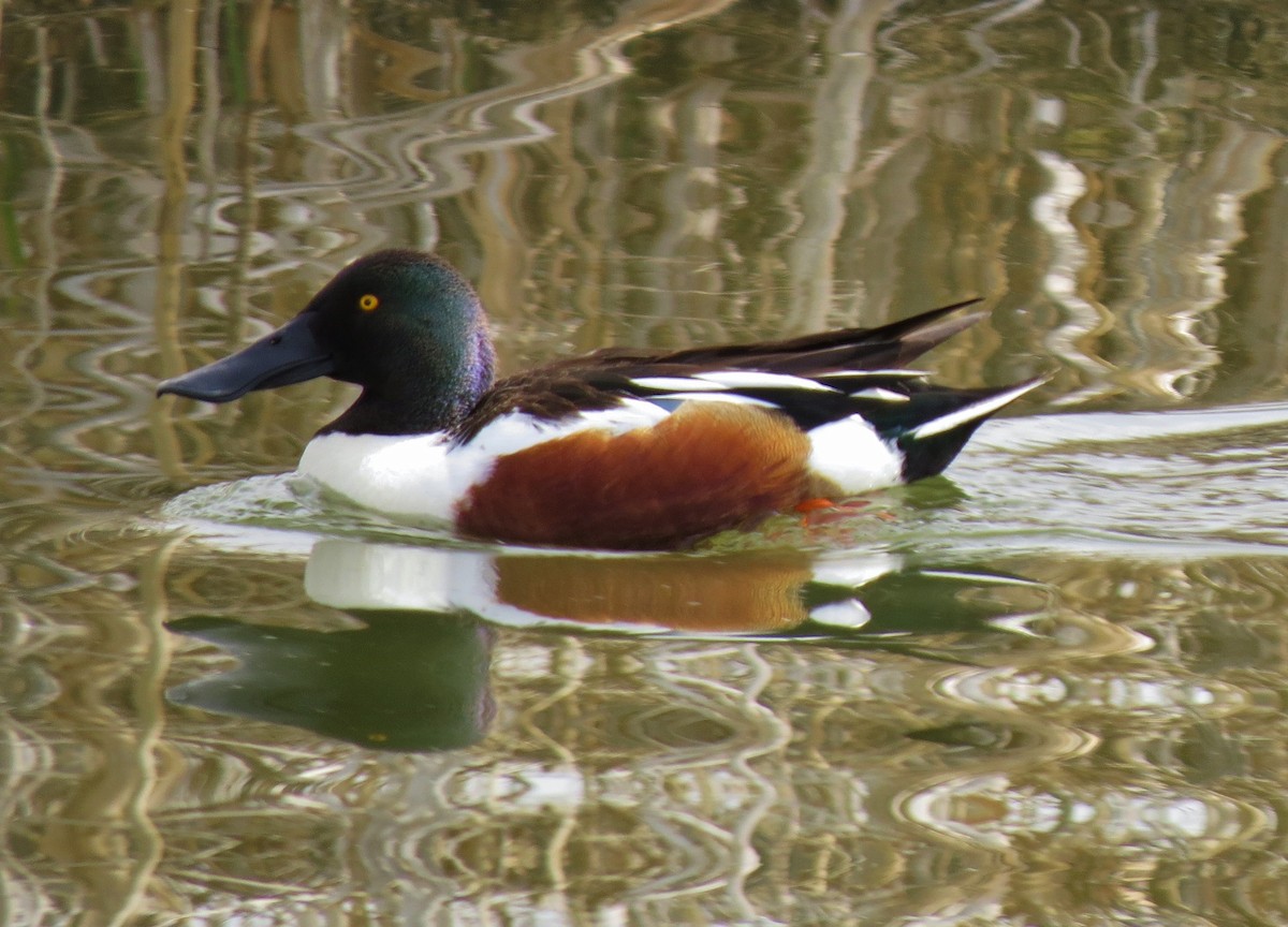 Northern Shoveler - ML97969851