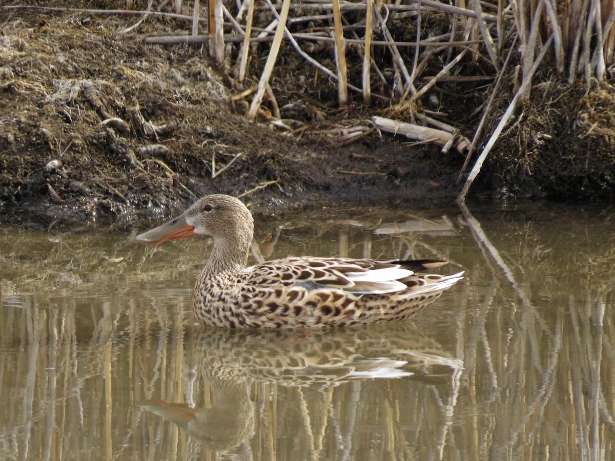 Northern Shoveler - ML97969881