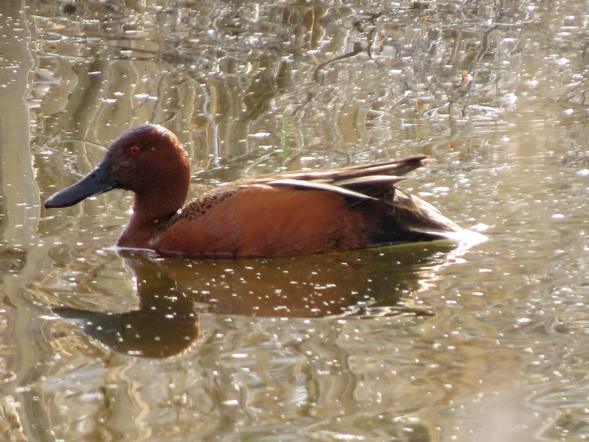 Cinnamon Teal - ML97969911