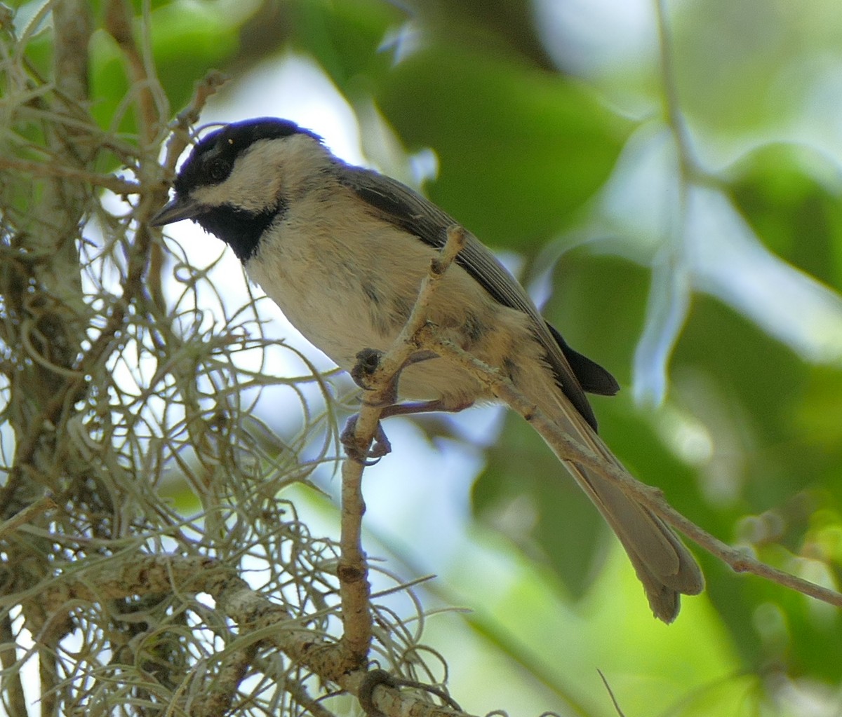 Carolina Chickadee - ML97970611