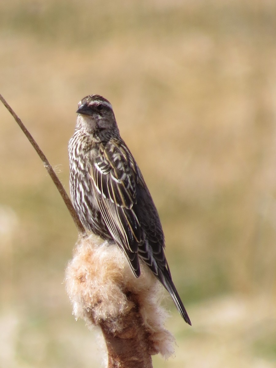 Red-winged Blackbird - ML97971331