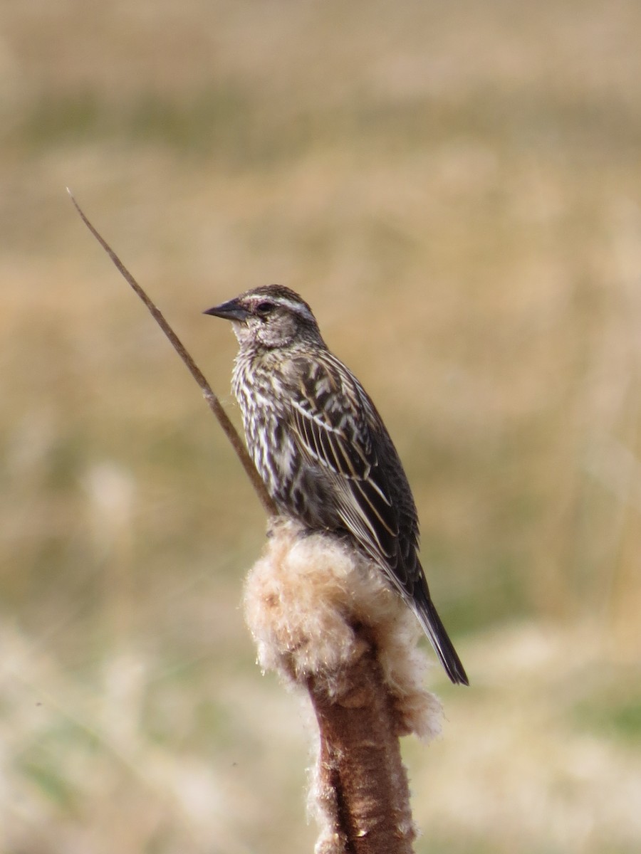 Red-winged Blackbird - ML97971341