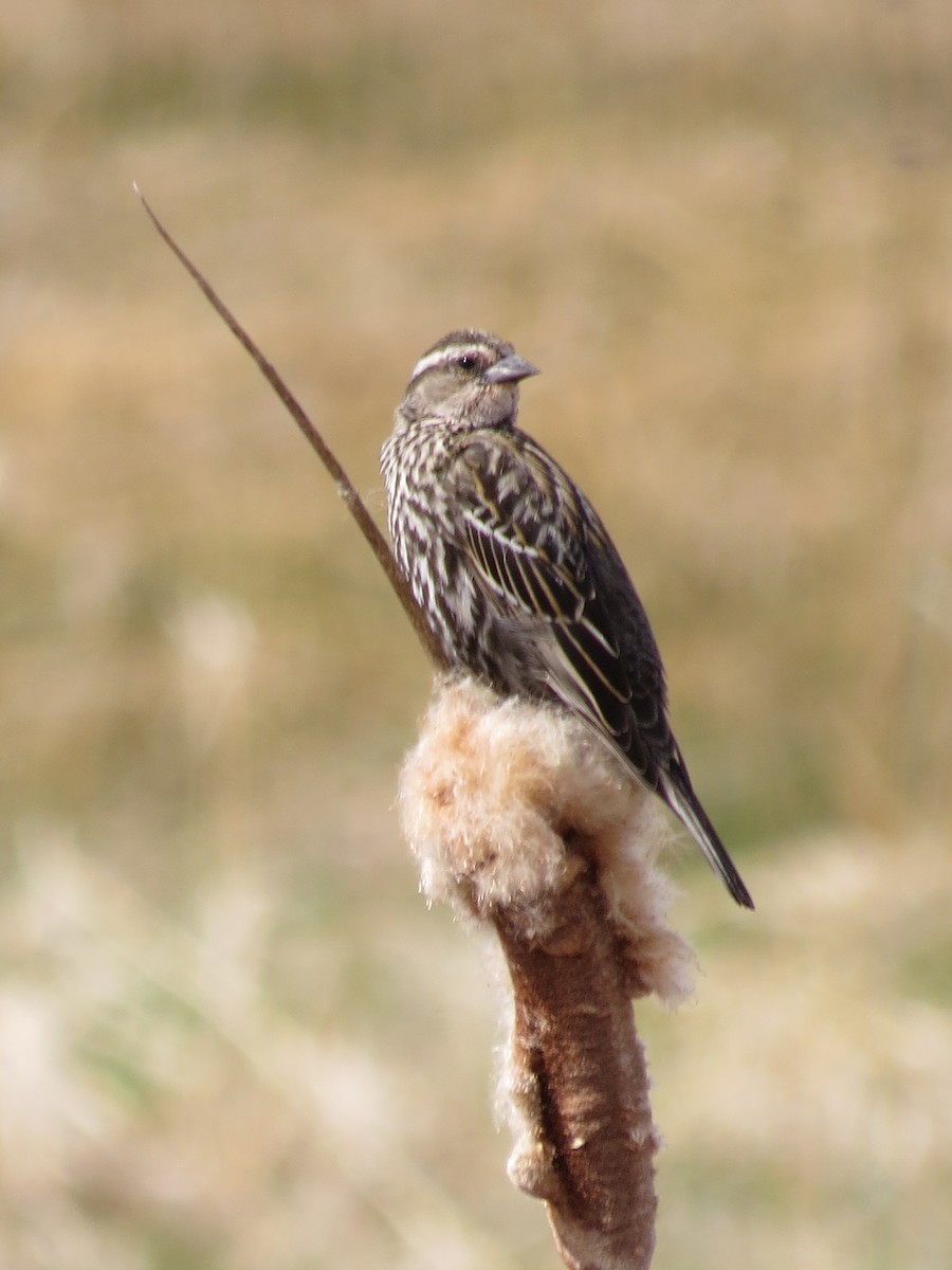 Red-winged Blackbird - ML97971351