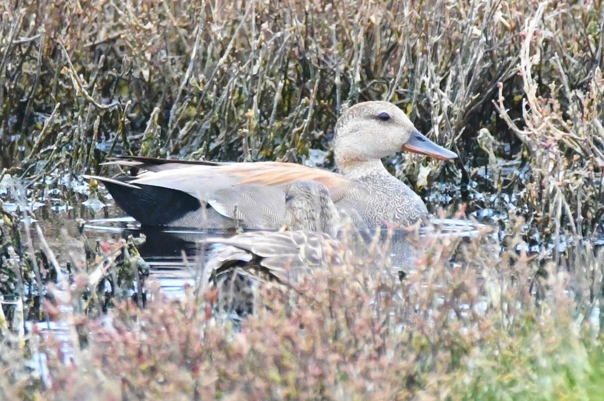 Gadwall - ML97971721