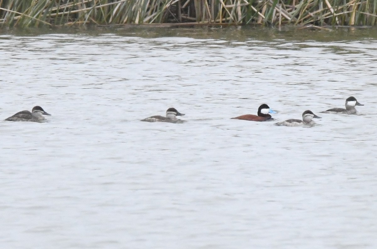 Ruddy Duck - ML97972031