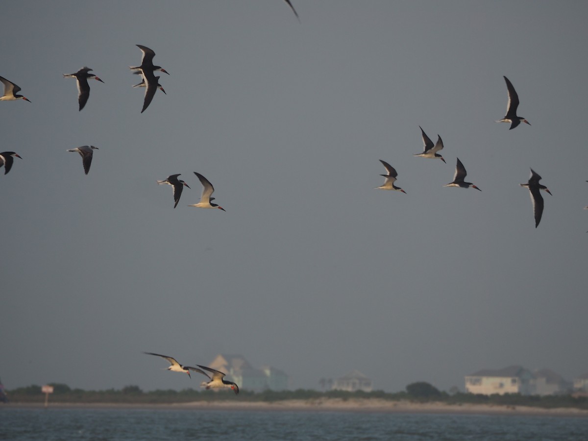 Black Skimmer - ML97972771