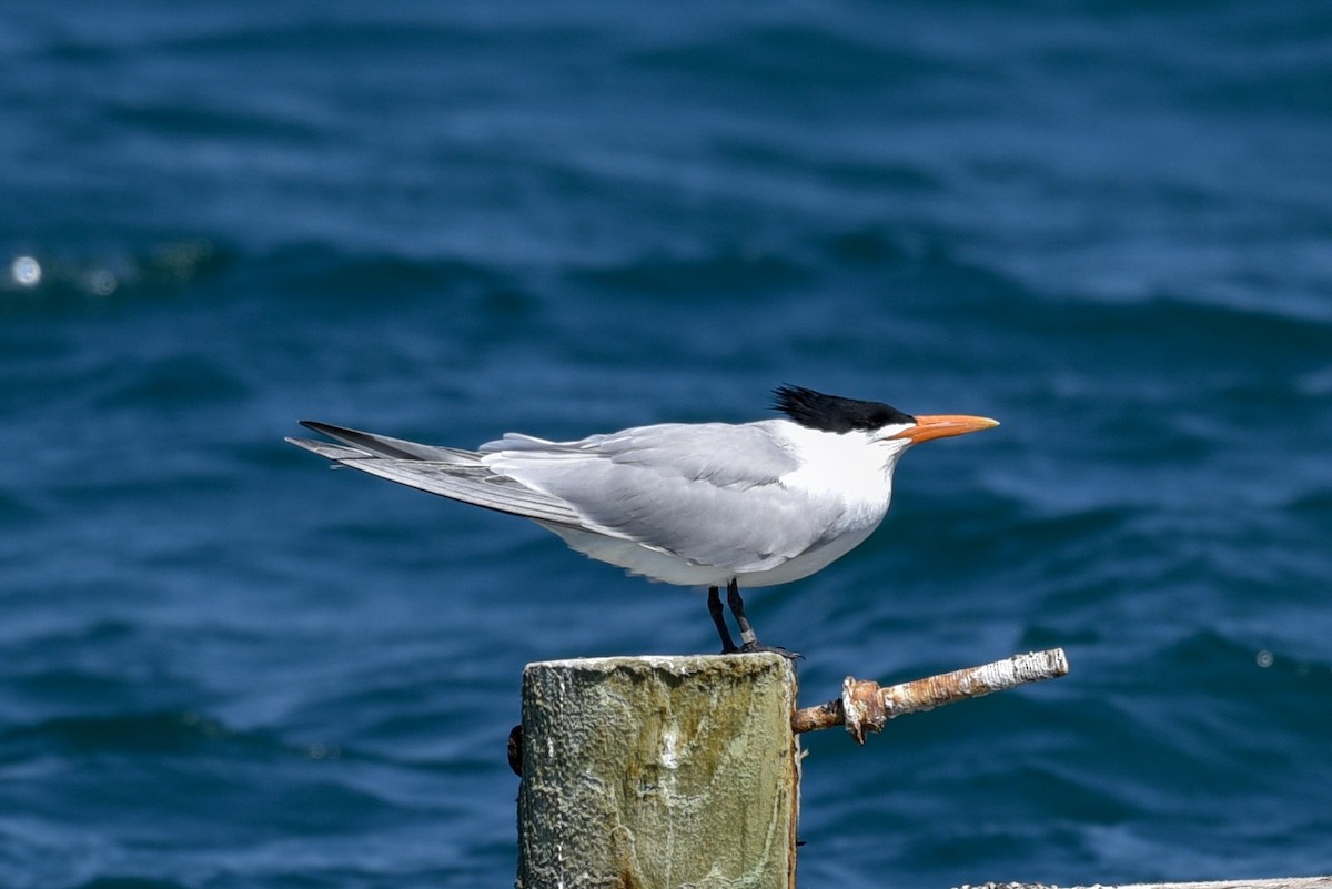 Royal Tern - ML97973361