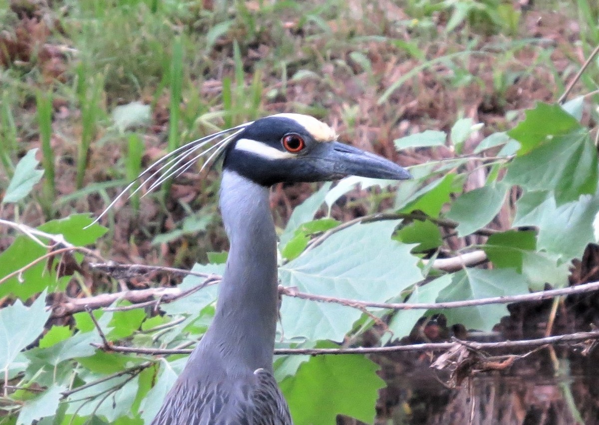 Yellow-crowned Night Heron - ML97974541