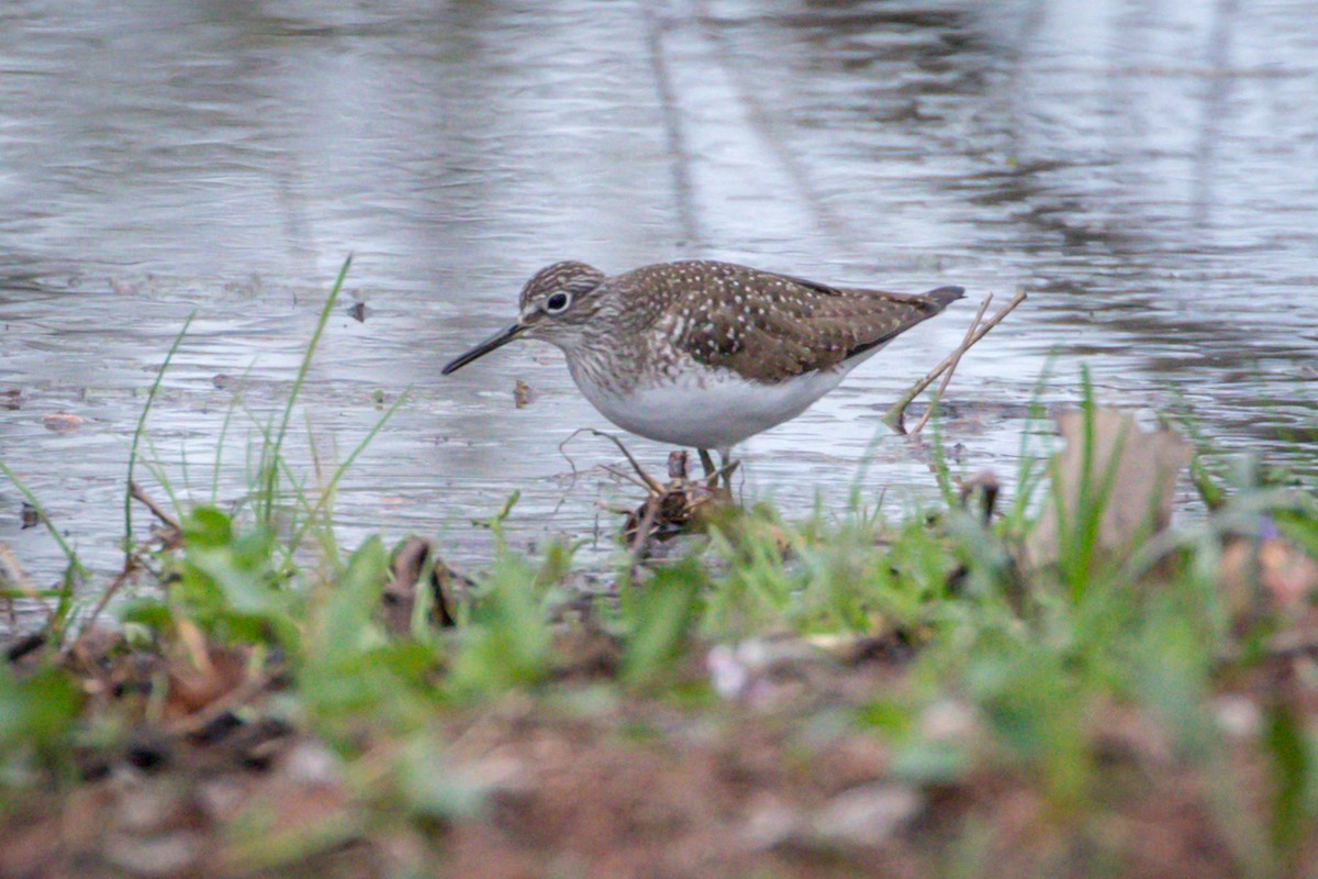 Solitary Sandpiper - ML97974661